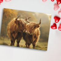 Highland Cows in love Postcard