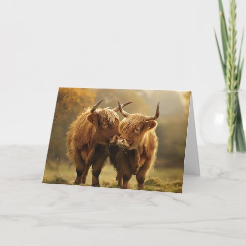 Highland Cows in love Postcard 