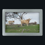 Highland Cows In The Country, Belt Buckle<br><div class="desc">Featured are  two Highland cows at home in the country.</div>