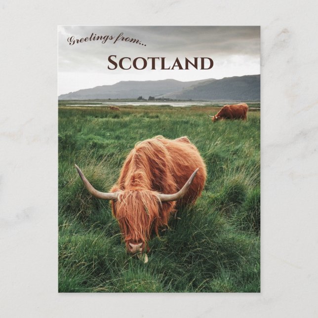 Highland Cows Isle of Mull Scotland Postcard (Front)