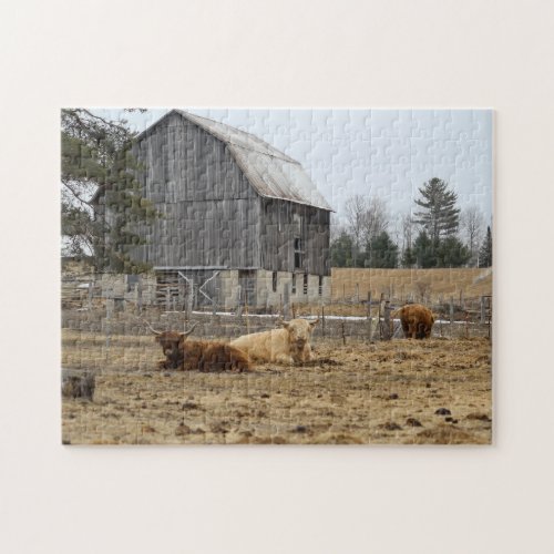 Highland cows jigsaw puzzle