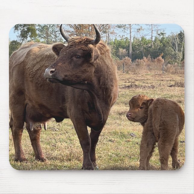 Highland Cows Mama and Baby Calf Turning Heads Mouse Pad (Front)