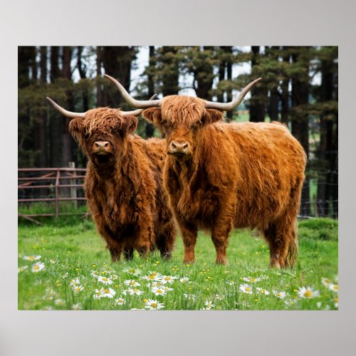 HIGHLAND COWS of SCOTLAND Poster