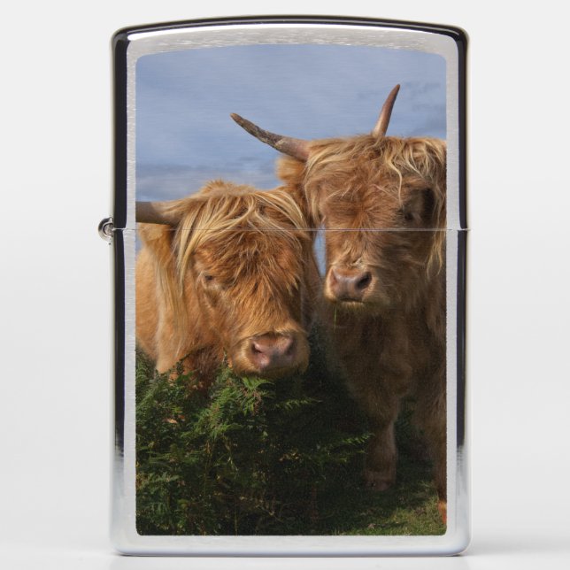 Highland Cows Zippo Lighter (Front)