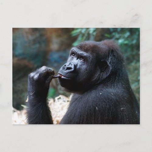 Highland Gorilla _ Picking Teeth Postcard