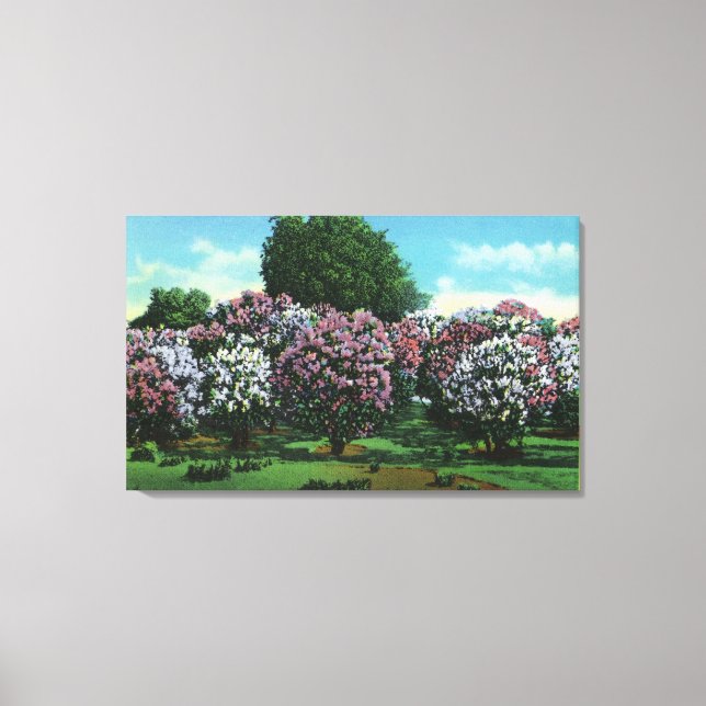 Highland Park Lilacs in Bloom Canvas Print (Front)