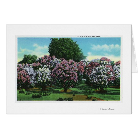 Highland Park Lilacs in Bloom Card