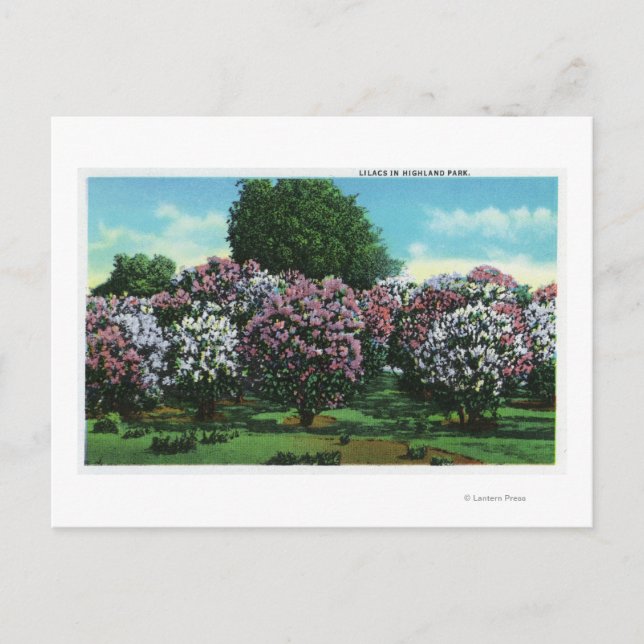 Highland Park Lilacs in Bloom Postcard (Front)