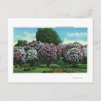 Highland Park Lilacs in Bloom Postcard