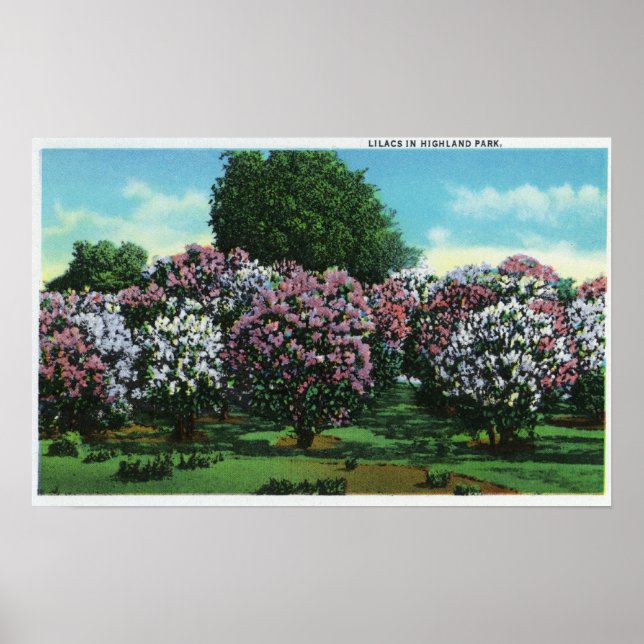 Highland Park Lilacs in Bloom Poster (Front)