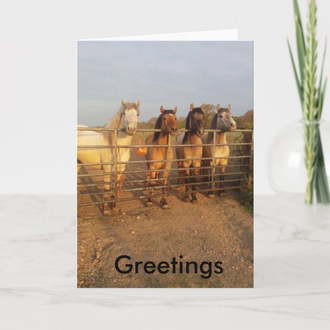 Highland pony Greetings Card (Front)