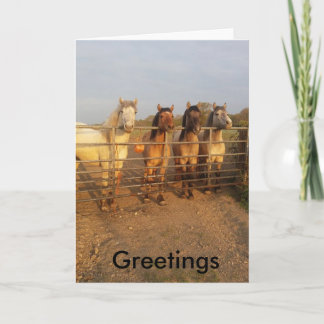 Highland pony Greetings Card