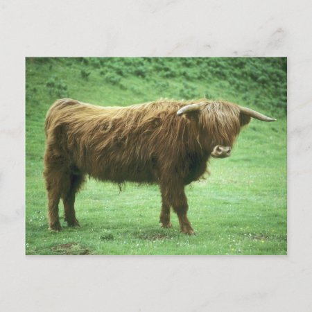 Highland Steer, Island Of Mull, Inner Postcard