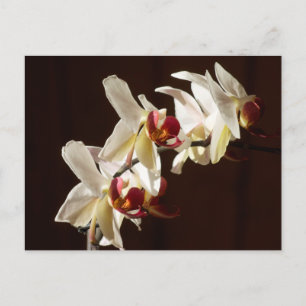 Highlighted White Orchids Floral Photography Postcard