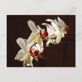 Highlighted White Orchids Floral Photography Postcard