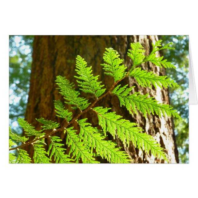 Highlights of a Redwood Tree Botanical Cards (Front Horizontal)