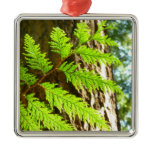 Highlights of a Redwood Tree Botanical Metal Ornament