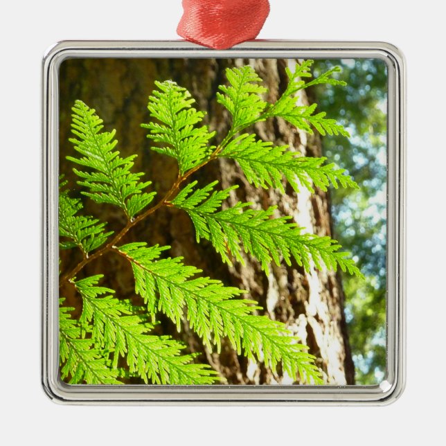 Highlights of a Redwood Tree Botanical Metal Ornament (Front)