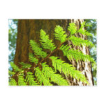 Highlights of a Redwood Tree Botanical Postcard