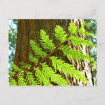 Highlights of a Redwood Tree Botanical Postcard