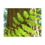 Highlights of a Redwood Tree Botanical Postcard