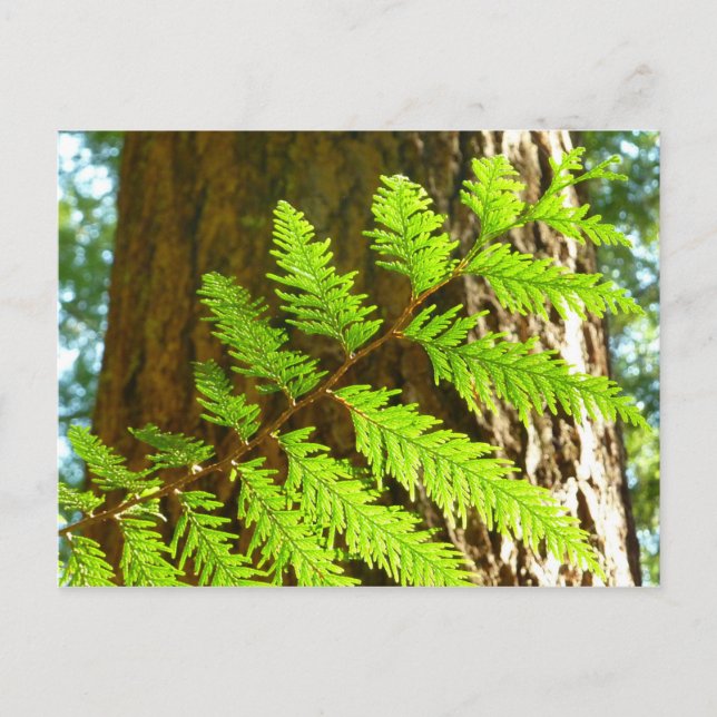 Highlights of a Redwood Tree Botanical Postcard (Front)