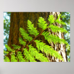 Highlights of a Redwood Tree Botanical Poster