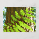 Highlights of a Redwood Tree Photo Postcard