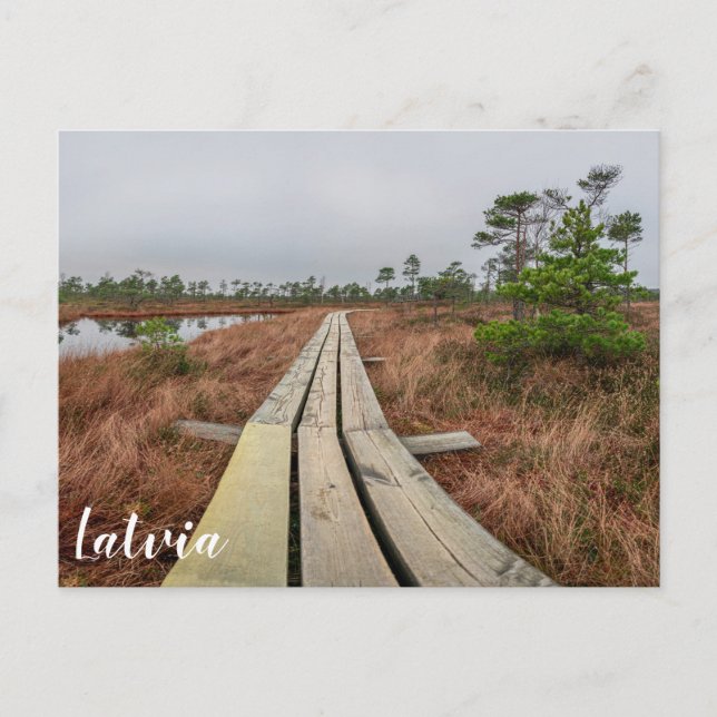 Hiking trail in swamp postcard (Front)