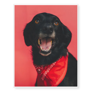 Hilarious Black Lab on Red Background Smile Temporary Tattoos