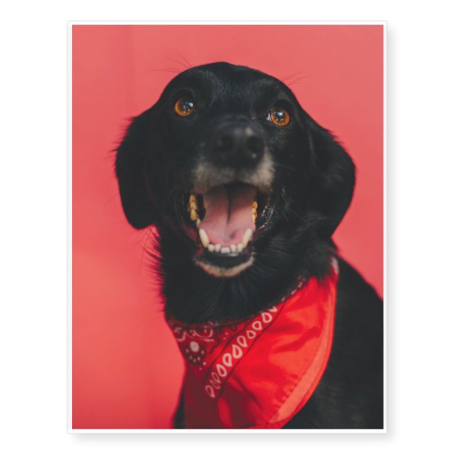 Hilarious Black Lab on Red Background Smile Temporary Tattoos (Front)
