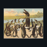 Hilarious Florida Gator Chorus Postcard<br><div class="desc">A delightful old,  vintage postcard  that just begs to be used and reused.  Perfect "Happy Birthday to you... ." !</div>