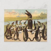 Hilarious Florida Gator Chorus Postcard