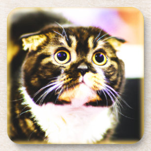 Hilarious Photo of a Funny Cat. Buy Now Beverage Coaster
