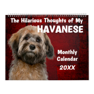 Hilarious Thoughts of My Havanese Calendar