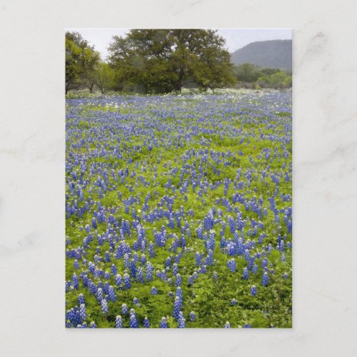 Hill Country Texas Bluebonnets and Oak tree Postcard