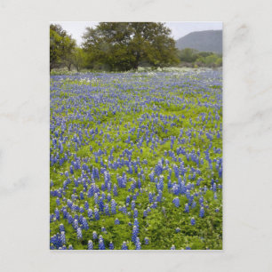 Hill Country, Texas, Bluebonnets and Oak tree Postcard