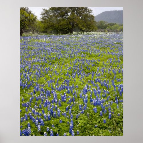Hill Country Texas Bluebonnets and Oak tree Poster