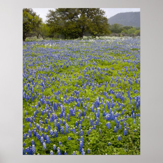 Hill Country, Texas, Bluebonnets and Oak tree Poster (Front)