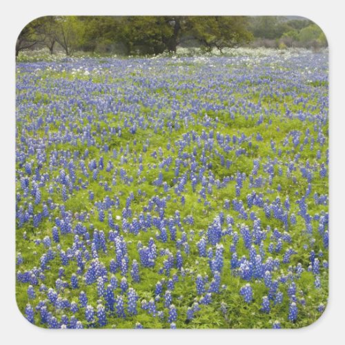 Hill Country Texas Bluebonnets and Oak tree Square Sticker