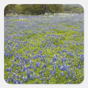 Hill Country, Texas, Bluebonnets and Oak tree Square Sticker
