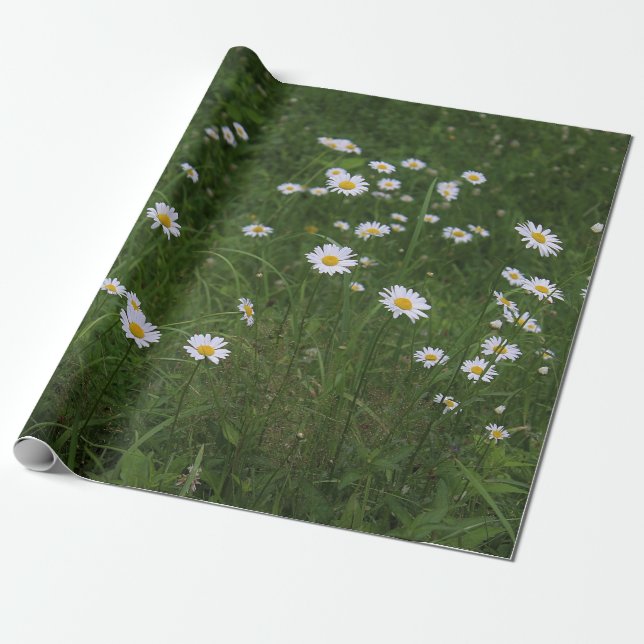 Hill of Daisies Wrapping Paper (Unrolled)