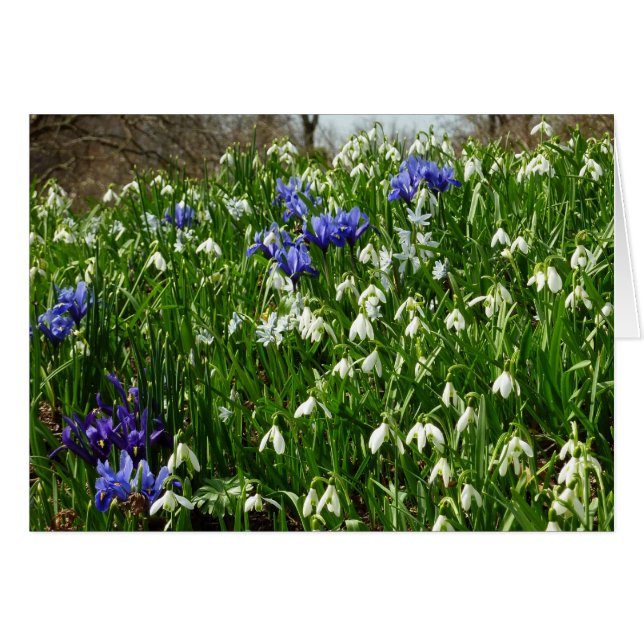Hillside of Early Spring Flowers Landscape Cards (Front Horizontal)