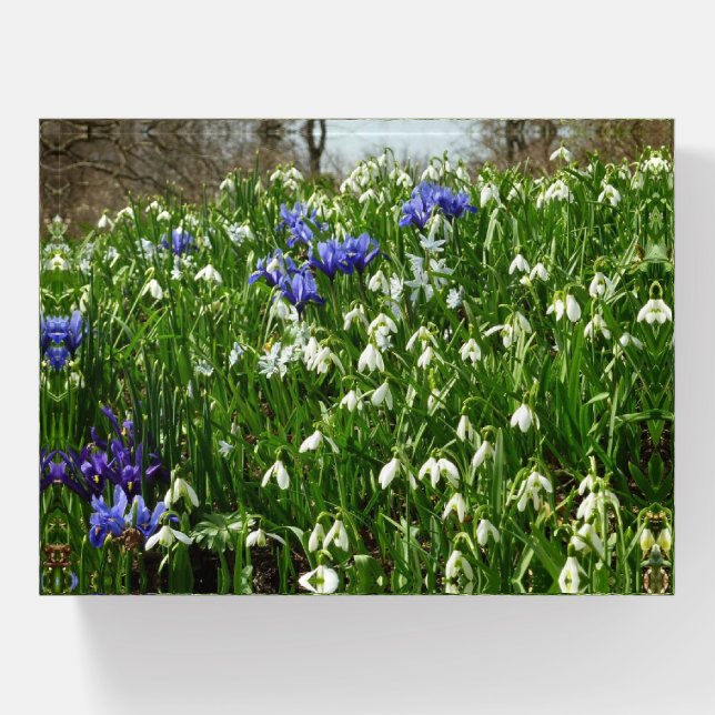Hillside of Early Spring Flowers Landscape Paperweight (Front)