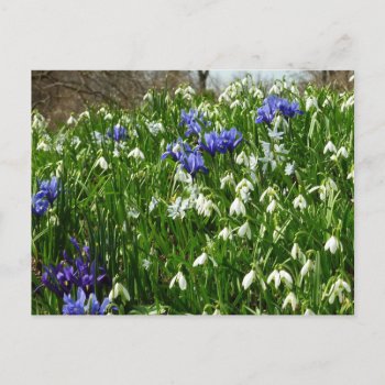 Hillside Of Early Spring Flowers Landscape Postcard by mlewallpapers at Zazzle