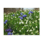 Hillside of Early Spring Flowers Landscape Postcard