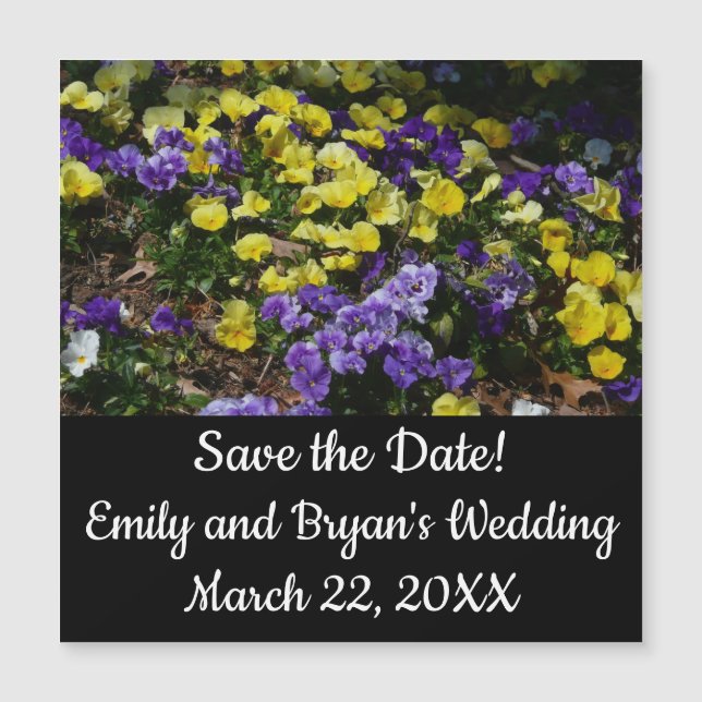 Hillside of Purple and Yellow Pansies (Front)