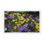 Hillside of Purple and Yellow Pansies Acrylic Tray