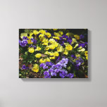 Hillside of Purple and Yellow Pansies Canvas Print
