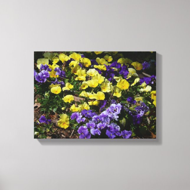 Hillside of Purple and Yellow Pansies Canvas Print (Front)